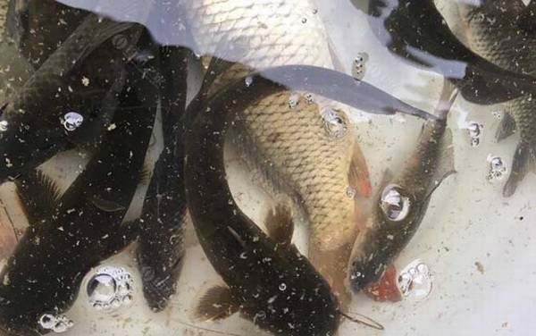 野生鲶鱼用什么鱼饵最好钓?