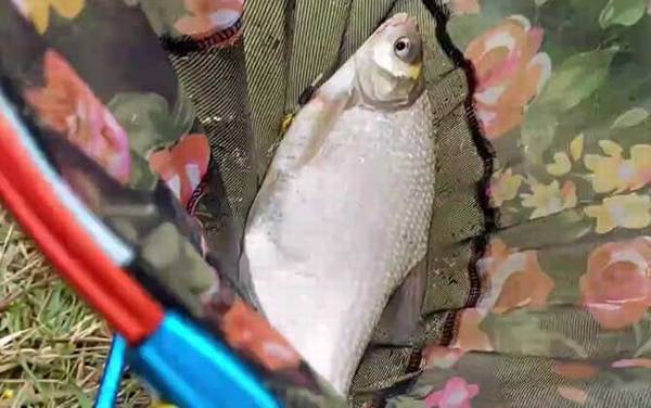 鳊鱼爱吃什么饵料?