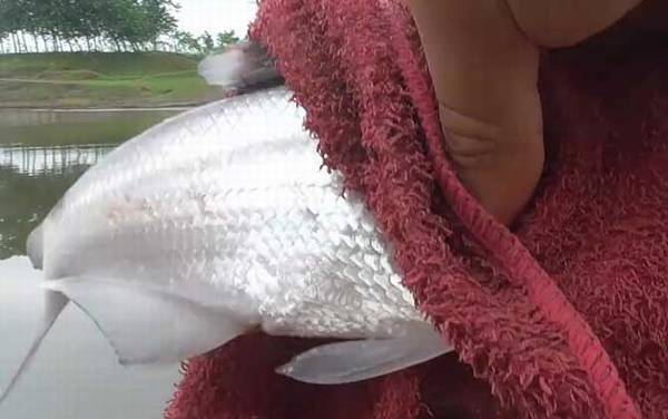 鳊鱼爱吃什么饵料?