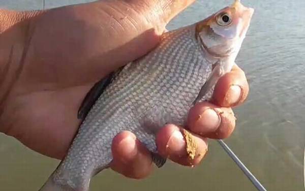 鳊鱼爱吃什么饵料?