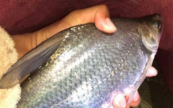 鳊鱼爱吃什么饵料?