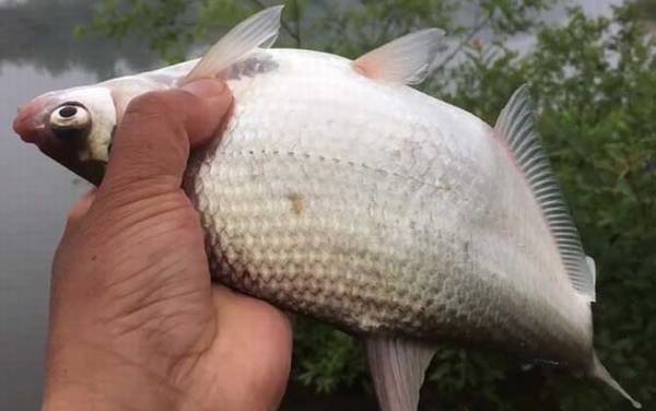 鳊鱼用什么钓最好?