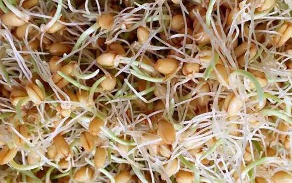 钓鳊鱼用什么草最好?