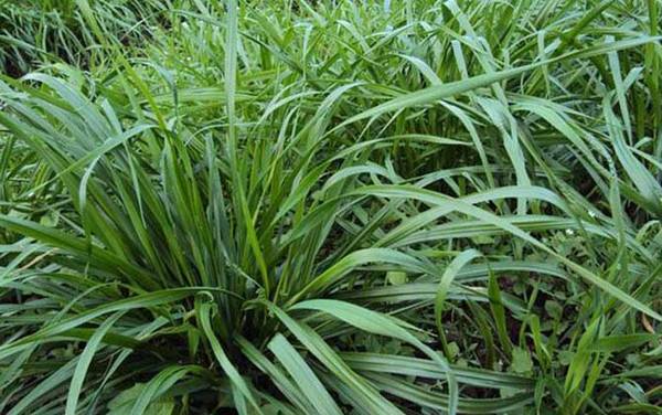 钓鳊鱼用什么草最好?