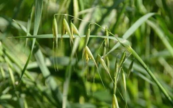 钓鳊鱼用什么草最好?