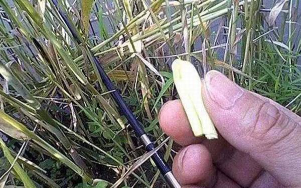 钓鳊鱼用什么草最好?