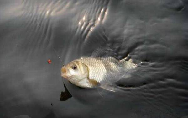 初春钓鲫鱼用什么打窝最好?