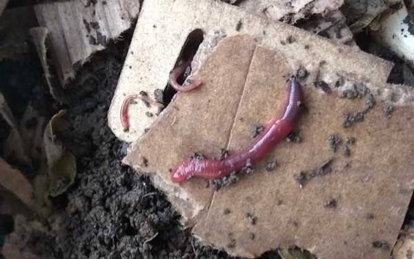 关于蚯蚓的资料有哪些?