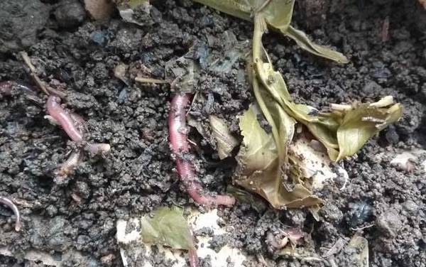 关于蚯蚓的资料有哪些?