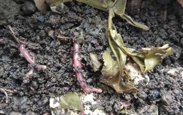 蚯蚓吃什么长得最快?