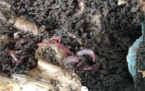 蚯蚓有什么作用和用途?