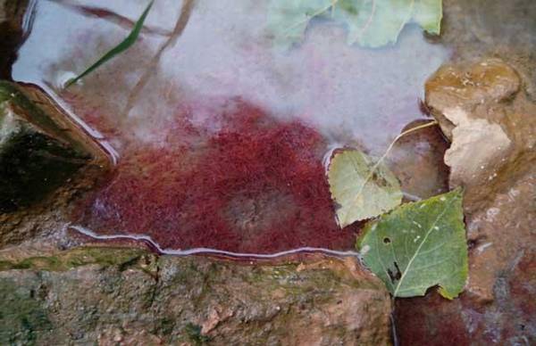 红虫种类及图片大全