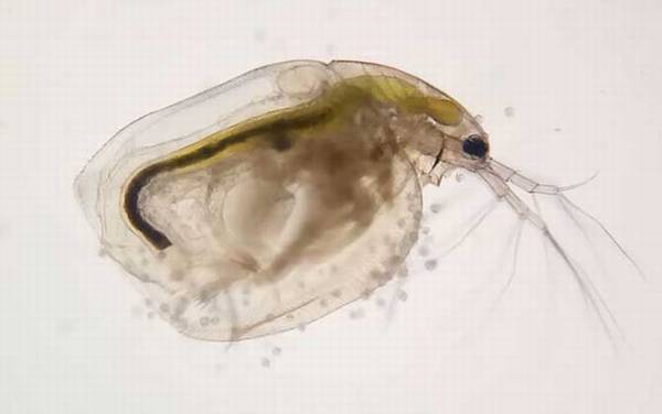 红虫种类及图片大全