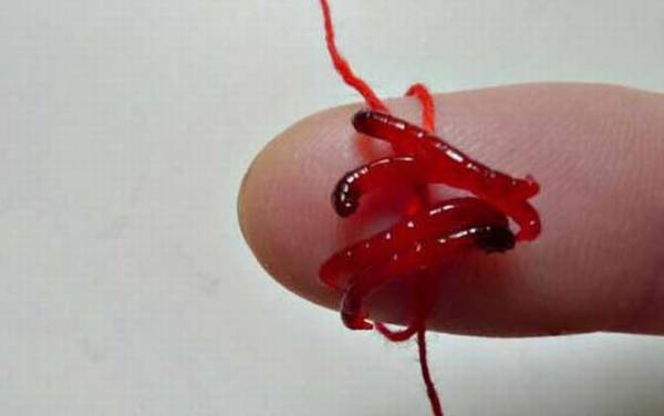 医院专家提醒红虫钓鱼怎么回事?
