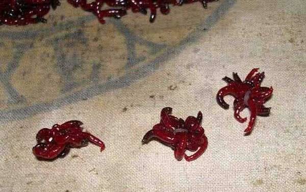 红虫钓鱼到底能不能吃?
