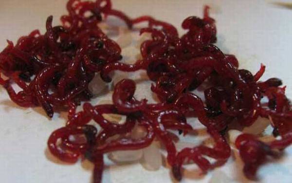 为什么红虫钓的鱼不能吃?