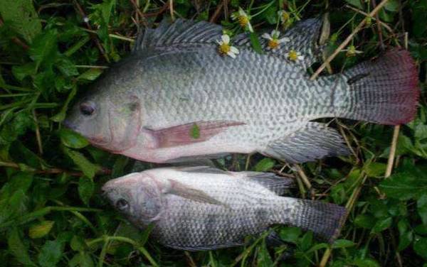 红虫皮筋颗粒能钓什么鱼?