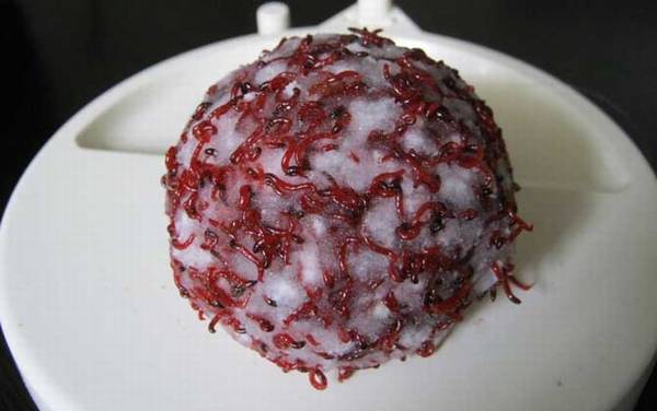 钓鱼用红虫好还是饵料好?