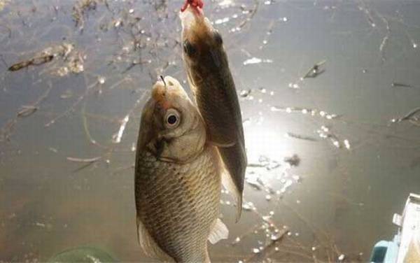 红虫拉饵怎么开饵效果才好?