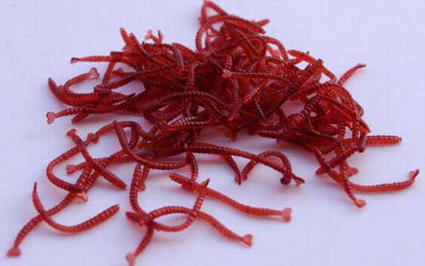 红虫假饵钓鱼效果好不好?