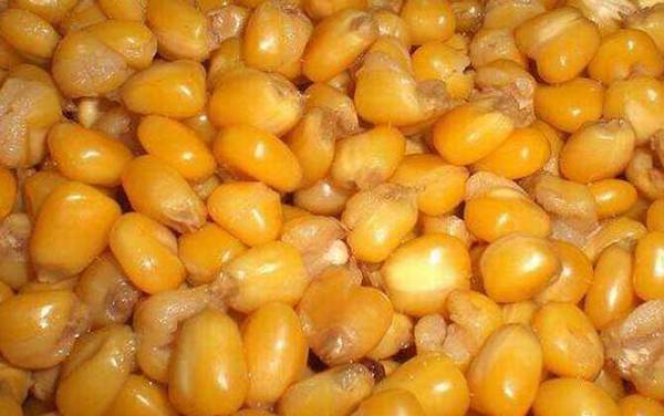 钓草鱼玉米粒用什么泡制?