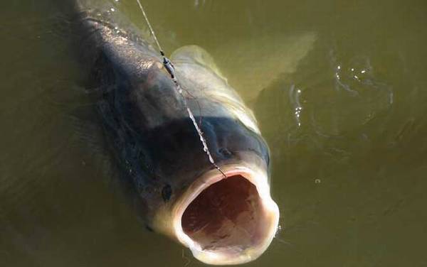 钓鲢鳙草莓味好还是酸臭味好?