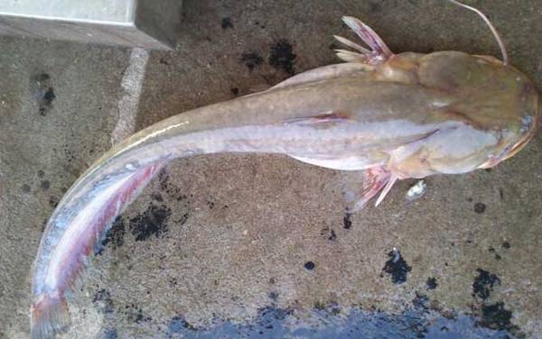 钓鲶鱼用猪肝还是泥鳅?