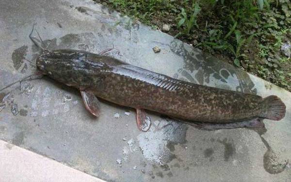 钓鲶鱼用猪肝还是泥鳅?