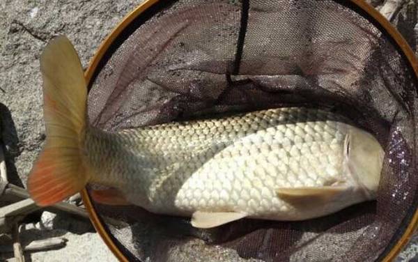 九一八饵料能钓什么鱼?