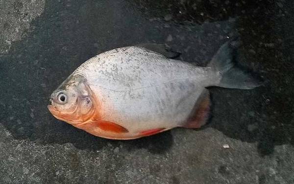 钓红鲳鱼用什么饵料?