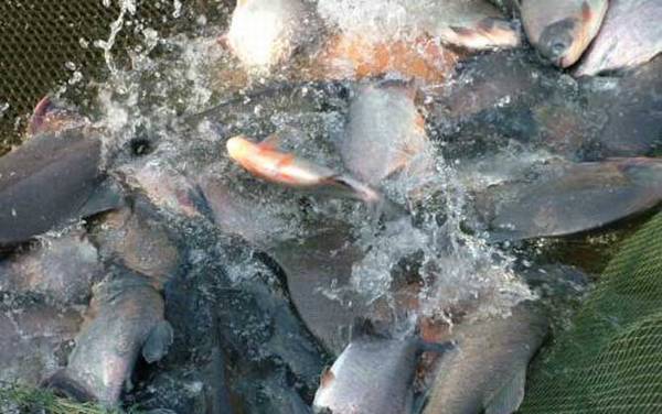 钓红鲳鱼用什么饵料?