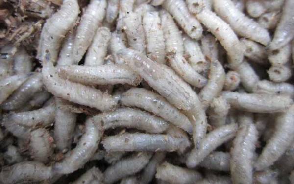 挖不到蚯蚓用什么钓鱼?