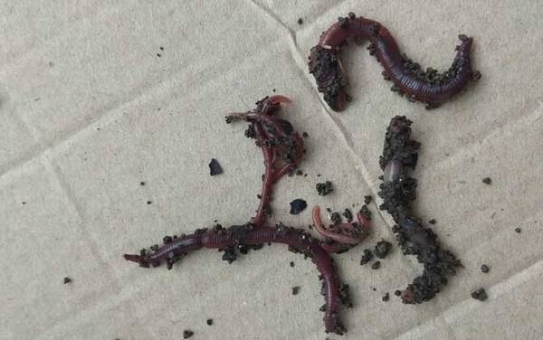 红虫和蚯蚓哪个钓鱼好?