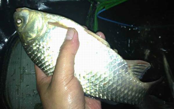 钓鲫鱼怎么打窝最好?