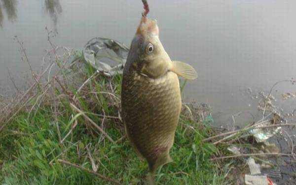 钓鲫鱼怎么打窝最好?