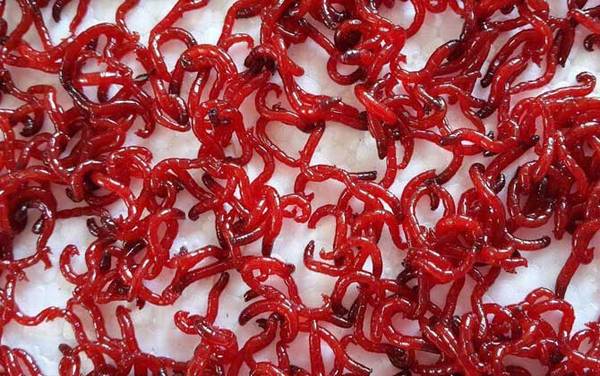 红虫价格多少钱一斤?