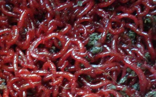 红虫怎么养不会死?