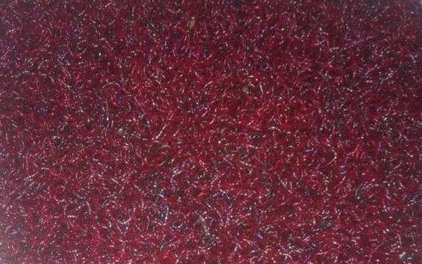 红虫怎么养不会死?