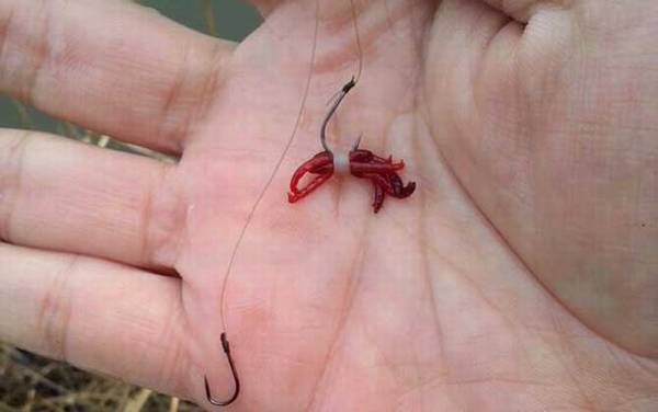 黑坑为什么不让用红虫?