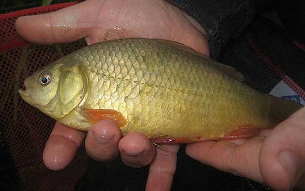 夏天钓鲫鱼用什么饵料?