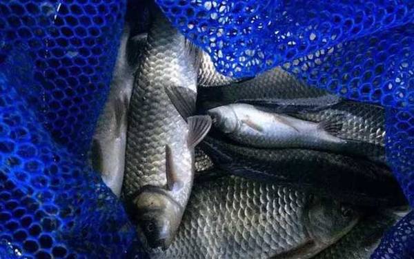 夏天钓鲫鱼怎样打窝?