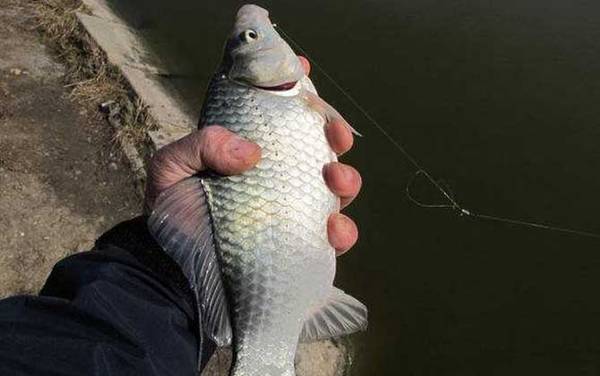 夏天钓鲫鱼怎样打窝?