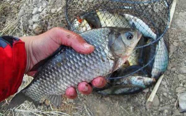 夏天钓鲫鱼怎样打窝?