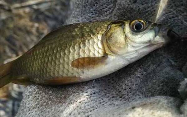 夏天钓鲫鱼用什么小药?