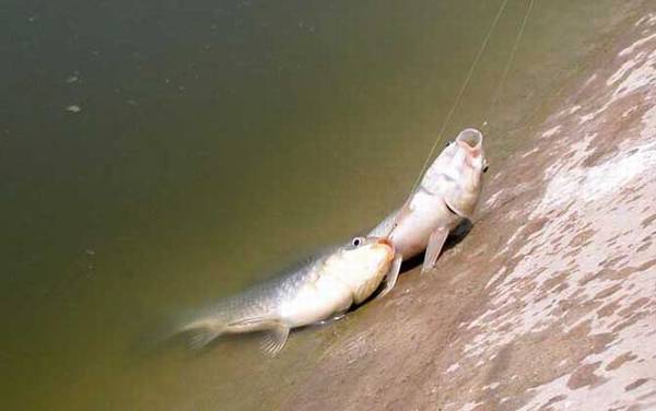 夏天钓鲫鱼用什么小药?