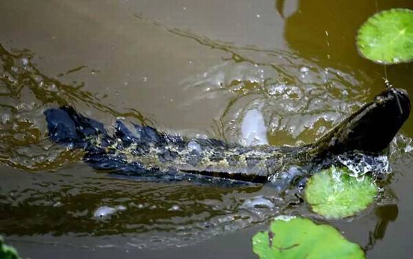 路亚黑鱼用什么拟饵?