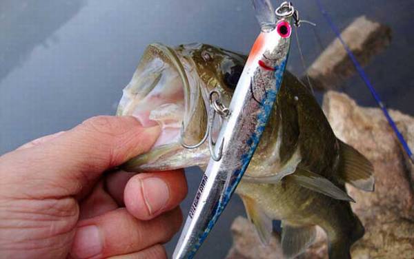 路亚鲈鱼用什么假饵?