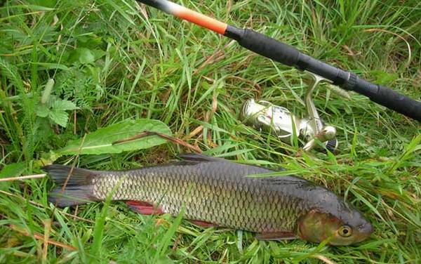 春天钓草鱼用什么饵料?