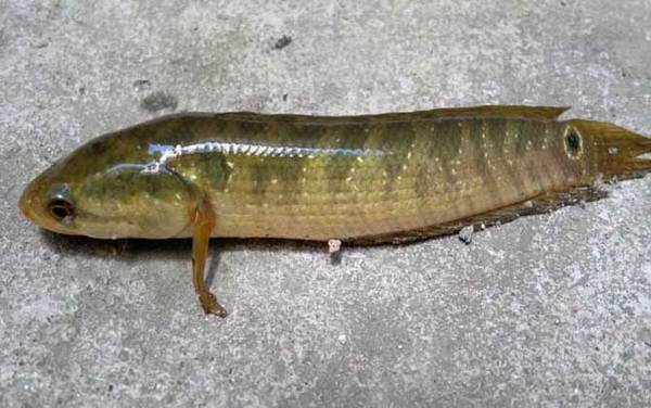 传统钓黑鱼用什么饵好?