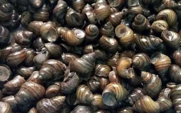 排名第一的鱼饵是什么饵?